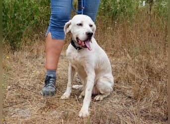 Marcel,  Setter-Mix, lieb und sozial
