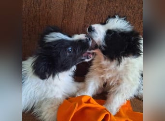 Kleine Lola sucht ein Zuhause