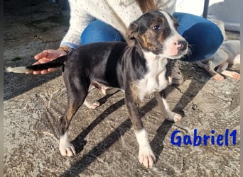 Gabriel1 10/2024 (ESP Pflegestelle) - aufgeschlossener und verspielter Bodeguero-Mix Welpe!