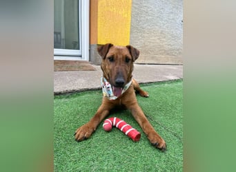 Ernie, verspielter und sehr lieber Irish Terrier-Mix, geb. 08/2024