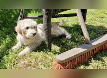 Goldendoodle - Welpen [Double-Doodle]