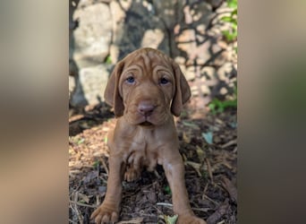 Ungarisch-Drahthaar-Welpen (UD) - Magyar Vizsla