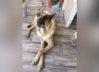 Schäferhundmix MADDOX sucht seine eigene Familie!