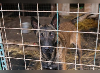 Leon: Malinois-Fans aufgepasst!