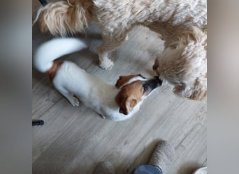 Lustige MONA sucht eine liebevolle Familie
