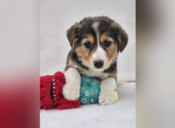 Nuki, eine von 7 zauberhaften Hundekindern
