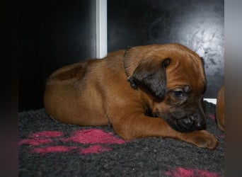 wunderschöne Rhodesian Ridgeback Welpen ! ! ! absolut vitale und einwandfreie kleine Engel