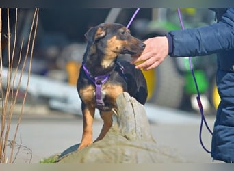 Frenzie sucht Familieanschluss (47839 Krefeld)