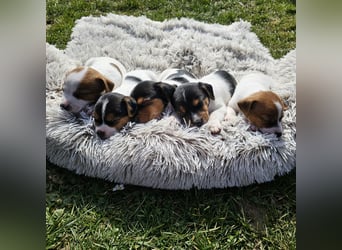 5 wunderschöne Jack Russel Terrier Welpen