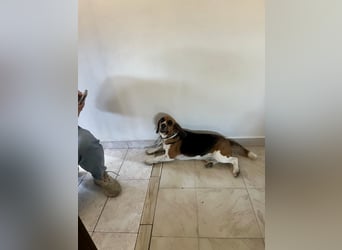 Beagle Mix HUGO (2 Jahre alt) sucht eine Familie!
