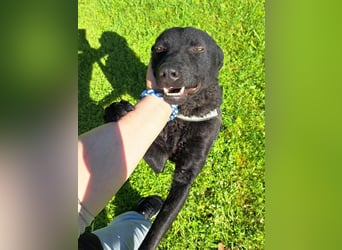 LIO sucht ein Zuhause oder Pflegestelle