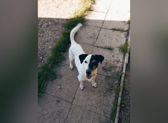 ZIGGY ca. 14 J. trauriger JRT-Rüde sucht Rentnerplätzchen