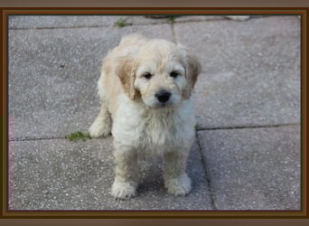 GOLDENDOODLE Traum ! Bezaubernde Welpen aus langjähriger+überprüfter Familienaufzucht.