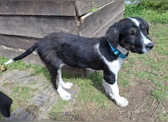 Spiros sucht Traumzuhause!