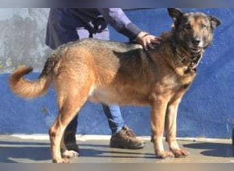 Compeão, ein temperamentvoller und kontaktfreudiger „Wolfsbruder“