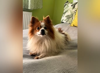 Peppino SR – kleiner Charmeur sucht großes Glück