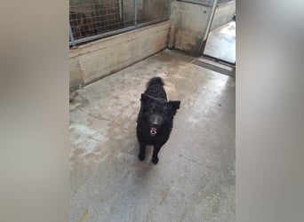 Pauli kroatischer Schäferhund Mischling Rüde sucht Zuhause oder Pflegestelle