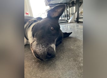 BLANCA ❤️ Sonnenschein Familienhündin, Pflegefamilie Köln