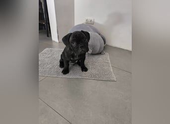 Wundervolle Bulldoggen-Welpen suchen ihr Für-Immer-Zuhause!