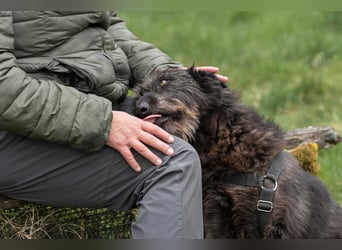 Lotte, zauberhafte Dame sucht ihren Menschen