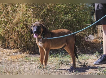 Piston, Mix Labrador / Schäferhund, lieb und sozial