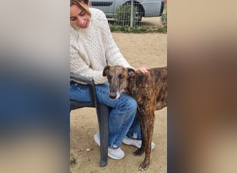 Roncel – freundlicher Galgo-Bub mit Köpfchen und Charme!