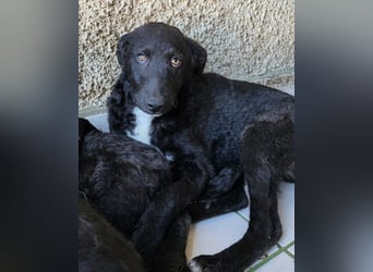 Jane ❤️ neugieres, liebes Hundemädchen