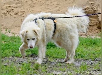 Puiu ist ein toller, super lieber Hund