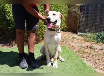 Dusty, Labrador-Mix, lieb und sozial