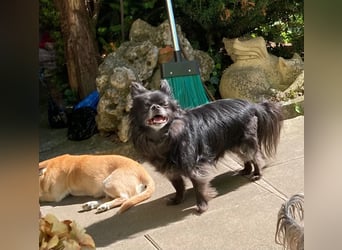 Tylor, menschenbezogen und katzenfreundlich