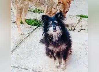 Ältere Lady RUBY sucht ihr Für-immer-Zuhause!!!