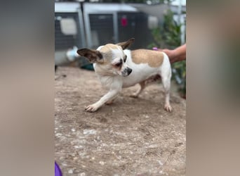 Luna, kleine Chihuahua Hündin geb. 2023