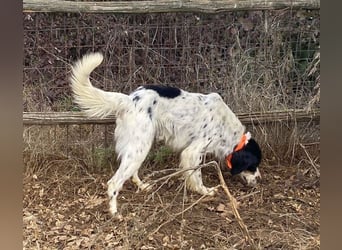 Milo - freundlicher Setter sucht sein Für-immer-Zuhause