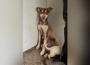 Stella, Mädel,1 ½ Jahre, ca. kniehoch, wird offener, ist ein bisschen vorsichtig bei Menschen