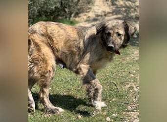 Nandi, geb. ca. 03/2020, lebt in GRIECHENLAND, städt. Tierheim Serres