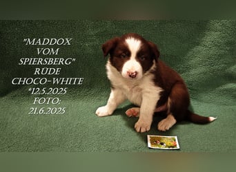 Border Collie-Welpen , black-,choco-,red-white und red-,black-merle