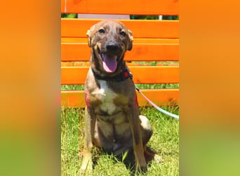 Buddy❤️ - sanfter Kerl mit dem großen Herz sucht seine Menschen