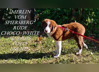 Border Collie-Welpen , black-, choco-,red-white und red-merle