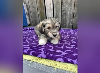 Chloe