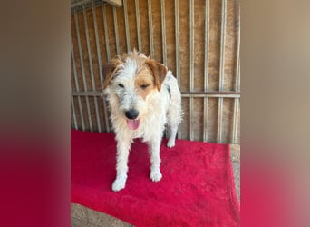 Fredi, Foxterrier-Mix, Rüde, geb. am 01.01.2024, 42 cm
