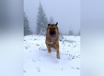 Grizzly sucht noch sein Zuhause
