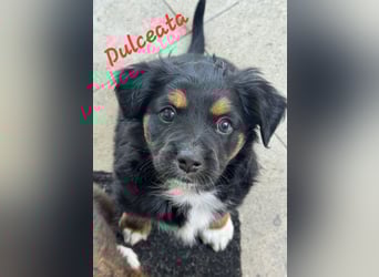 Dulceata, Dakota und Dusty