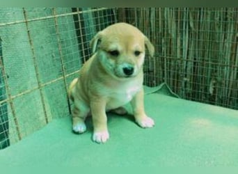 Welpe Sina: Neu im Tierheim