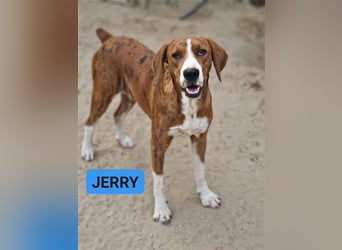 Jerry – familienhundliche Lehrstelle gesucht -