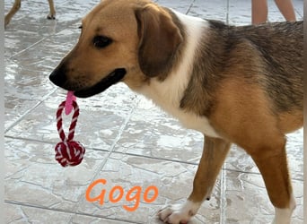 Gogo geb. 10/2024 (GRC) - unglaublich liebe, fröhliche und ausgeglichene  Junghündin!