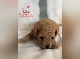 Maltipoo Welpen