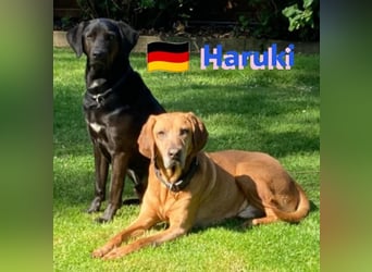 Haruki, 11/18 - VERMITTLUNGSHILFE, sucht DRINGEND