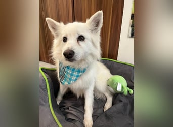 Kody SR- Gelassener Gentleman sucht sein Glück!