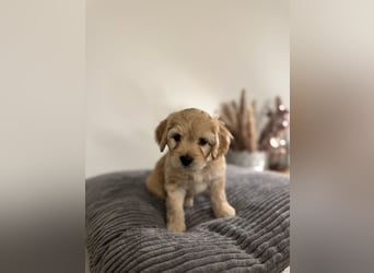 Cavapoo Welpen