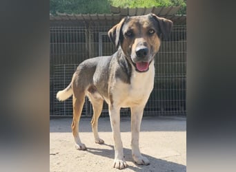 ROBI❤️zauberhafter, lieber Hundejunge, zurückhaltend und sozial